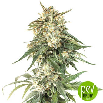 BCN Critical XXL Fast