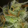Blue Critical Auto tricomas - Dinafem Seeds Blue Critical Auto tricomas - Dinafem Seeds