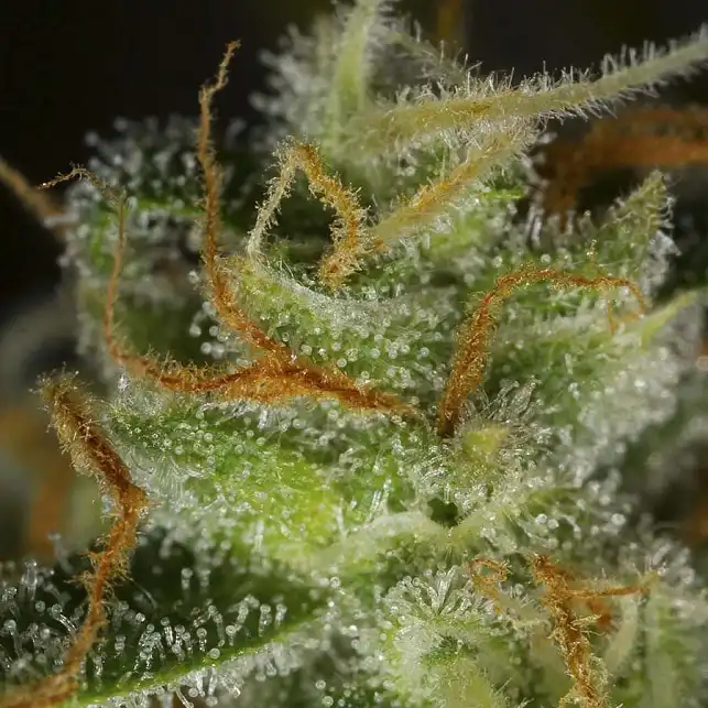 Blue Critical Auto tricomas - Dinafem Seeds