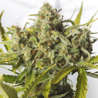 Blue Critical Auto