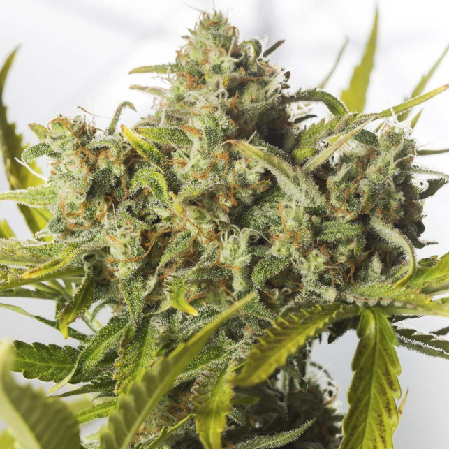 Blue Critical Auto Dinafem
