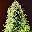 Gelato Auto - Original Sensible Seeds