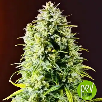 Gelato Auto - Original Sensible Seeds