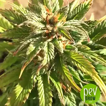 Gorilla Glue 4 Auto - Original Sensible Seeds