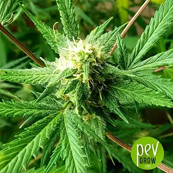 Girl Scout Cookies Auto - Original Sensible Seeds