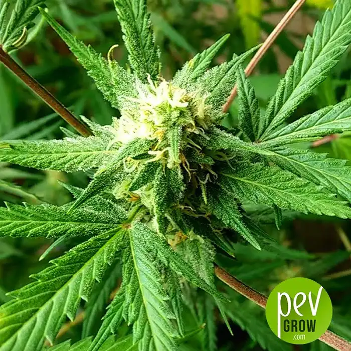 Girl Scout Cookies Auto - Original Sensible Seeds