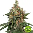 Hifi 4G - Dutch Passion