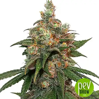 Hifi 4G - Dutch Passion