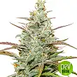 Mokum's Tulip - Dutch Passion