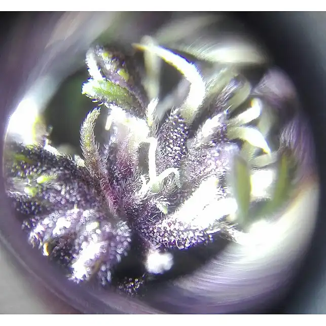 BlackBerry FastBuds