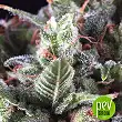 Auto Olympia - Pyramid Seeds