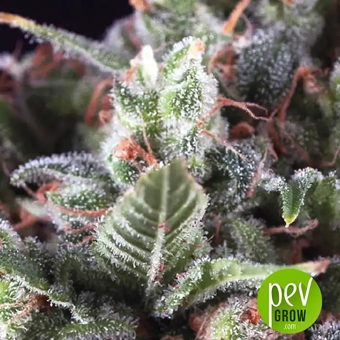 Auto Olympia - Pyramid Seeds