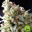 Auto Ramses - Pyramid Seeds