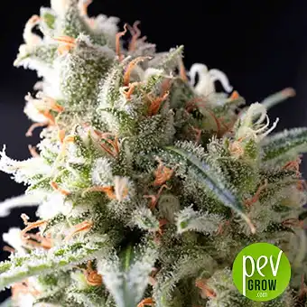 Auto Ramses - Pyramid Seeds