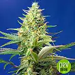 Sweet Pure Auto CBD - Sweet Seeds
