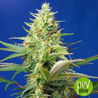 Sweet Pure Auto CBD - Sweet Seeds