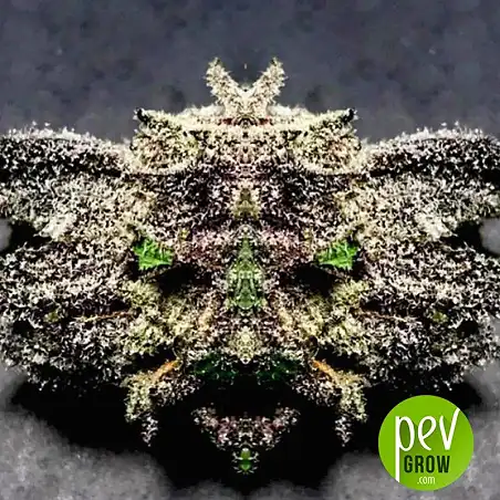 Black Apple Hitchcock - TH Seeds