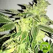 Shiloh Z - TH Seeds Shiloh Z - TH Seeds