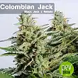 Colombian Jack - Kannabia