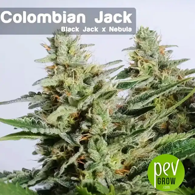 Colombian Jack - Kannabia