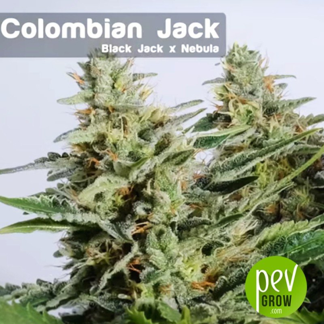 Colombian Jack planta - Kannabia