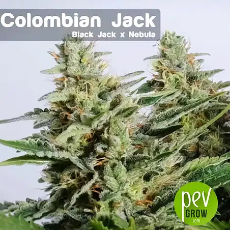 Colombian Jack - Kannabia