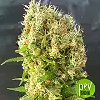 Chemdog Gorilla - Expert Seeds Chemdog Gorilla - Expert Seeds