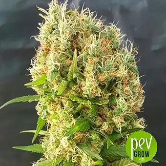Chemdog Gorilla - Expert Seeds