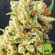 New York Diesel Auto - Expert Seeds New York Diesel Auto - Expert Seeds