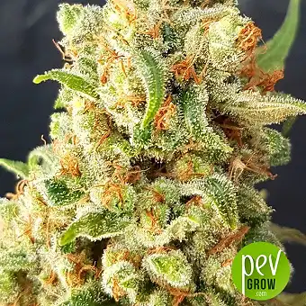 New York Diesel Auto - Expert Seeds