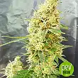 Gorilla Banana - Expert Seeds