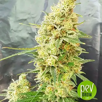 Gorilla Banana - Expert Seeds