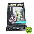 Gorilla Critical - Expert Seeds