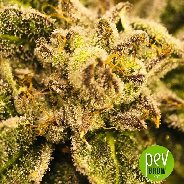 Blueberry Cheesecake - Dawg Star