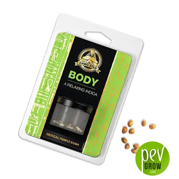 Critical Purple Kush - Dawg Star