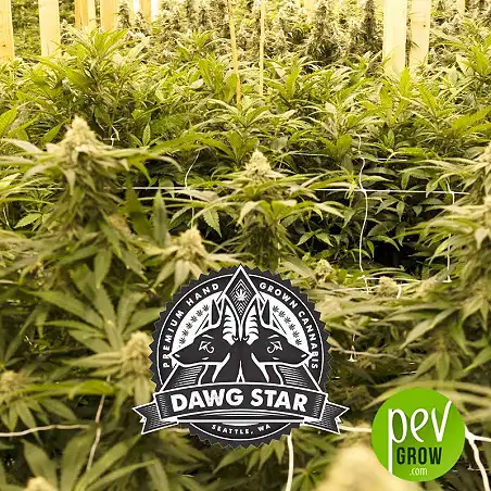 Critical Purple Kush 1 - Dawg Star