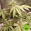 00 Cheese - 00 Seeds