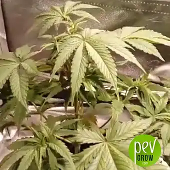 00 Cheese - 00 Seeds