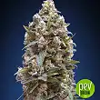 00 Kush - 00 Seeds