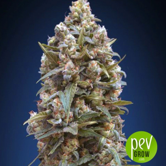 00 Kush