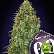 Blueberry - 00 Seeds