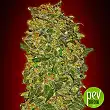 Chocolate Kush - 00 Seeds