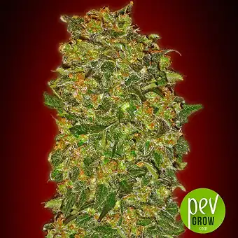 Chocolate Kush - 00 Seeds