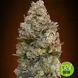 Chocolate Skunk - 00 Seeds