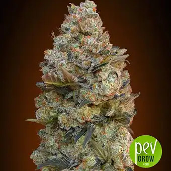 Chocolate Skunk - 00 Seeds