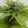Auto Sweet Critical - 00 Seeds