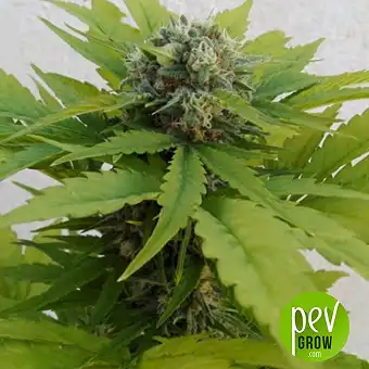 Auto Sweet Critical - 00 Seeds