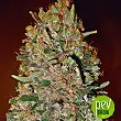 Chocolate Skunk Auto - 00 Seeds