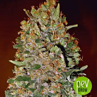 Chocolate Skunk Auto - 00 Seeds