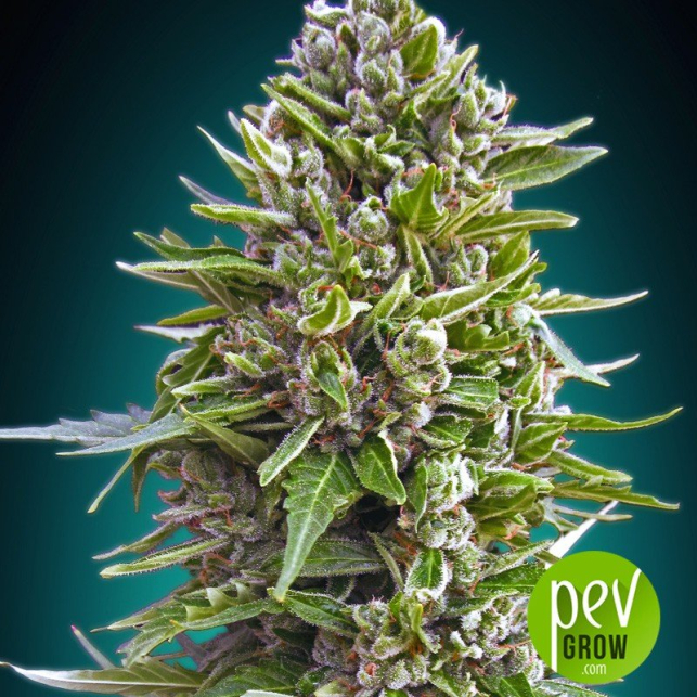 Northern Lights Auto - 00 Seeds